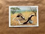 Zoogdieren van Belgisch Congo  Nr. 17 Slangmuishond, Verzamelen, Postkaarten | Dieren, Ophalen of Verzenden, Ongelopen, Wild dier