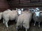 AANKOOP VAN SCHAPEN EN GEITEN, Dieren en Toebehoren, Schapen, Geiten en Varkens, Schaap