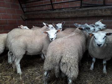 AANKOOP VAN SCHAPEN EN GEITEN, Mouton