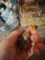 Hamster nain russe à réserver, Animaux & Accessoires, Rongeurs, Janvier, Hamster, Domestique