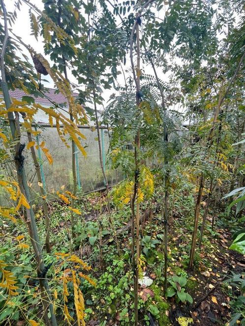 Valse Christusdoorn, Tuin en Terras, Planten | Bomen, Halfschaduw, Zomer, Ophalen