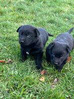 Mechelse herder pups. Nog 1 zwarte Reu., Dieren en Toebehoren, Honden | Herdershonden en Veedrijvers, CDV (hondenziekte), België