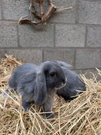 2 jonge hangoor konijntjes, zusjes, Hangoor