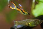 Jonge Endler Guppies – Mannetjes & Kweekgroep, Dieren en Toebehoren, Vis, Zoetwatervis