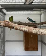 kweekkoppel halsbandparkieten opaline wkws, Dieren en Toebehoren, Vogels | Parkieten en Papegaaien, Papegaai