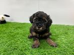 Nestje Toy Poedel pups