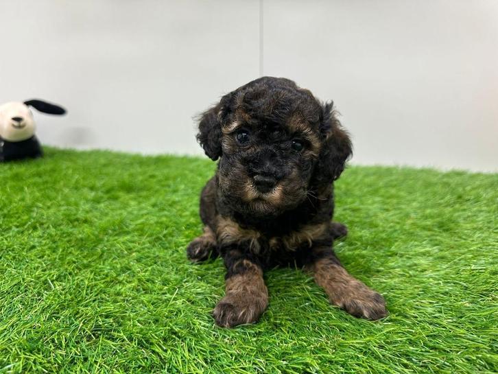 Nestje Toy Poedel pups, Dieren en Toebehoren, Honden | Chihuahua's en Gezelschapshonden, Meerdere dieren, Poedel, Fokker | Professioneel