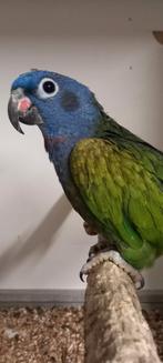 Pionus menstruus ruilen of koppel gezocht, Dieren en Toebehoren