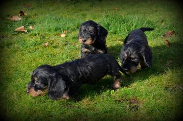 Ruwharige Teckel pups, Dieren en Toebehoren, België, CDV (hondenziekte), 8 tot 15 weken, Meerdere