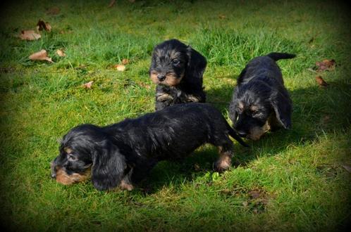 Ruwharige Teckel pups, Dieren en Toebehoren, Honden | Teckels en Dashonden, Meerdere dieren, Ruwhaar, Fokker | Professioneel, Meerdere