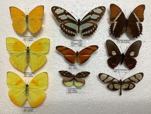 VLINDERS, 5€ / specimen, Verzamelen, Dierenverzamelingen, Ophalen of Verzenden