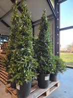 Laurus Nobilis piramide, Tuin en Terras, Ophalen