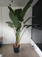 Bananenplant 2m40, Ophalen