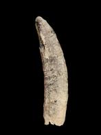 Fossiles rares : dent de cachalot provenant de Bone Valley,, Enlèvement ou Envoi, Fossile