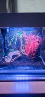 Aquarium, Dieren en Toebehoren, Ophalen