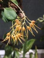 Bulbophyllum taïwanense, Enlèvement