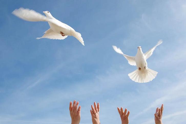 Witte duiven / bruidsduiven, Dieren en Toebehoren, Vogels | Duiven