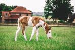 Aqha merrie veulen, Dieren en Toebehoren, Merrie, Minder dan 160 cm, Gechipt, 0 tot 2 jaar