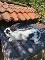Rammelaar Lotharinger, Mannelijk, Groot, 0 tot 2 jaar