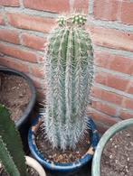 Cactus à vendre, Maison & Meubles, Plantes d'intérieur, Enlèvement