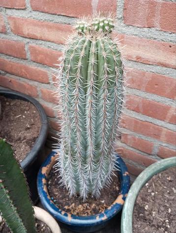 Cactus à vendre 