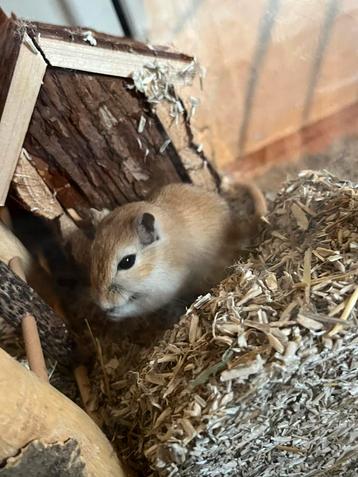 2 mongoolse gerbil vrouwtjes