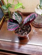 Calathea Roseopicta Surprisestar, Huis en Inrichting, Kamerplanten, Ophalen