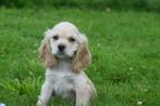 Amerikaanse cocker spaniel pups, Dieren en Toebehoren, België, 8 tot 15 weken, CDV (hondenziekte), Meerdere