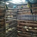 vogels, Dieren en Toebehoren, Vogels | Parkieten en Papegaaien, Meerdere dieren, Parkiet, Geringd