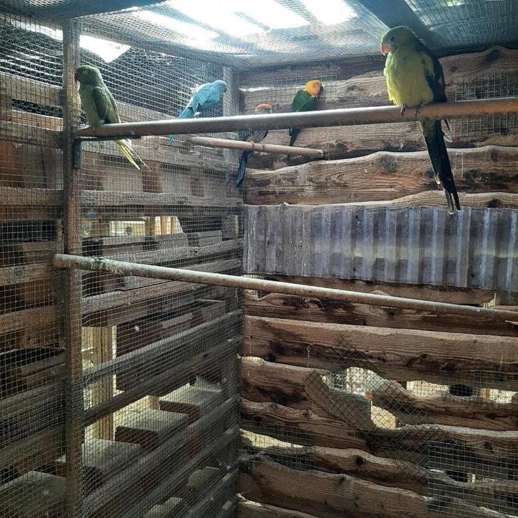 vogels, Dieren en Toebehoren, Vogels | Parkieten en Papegaaien, Parkiet, Meerdere dieren, Geringd