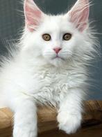 Twee laatste witte Maine Coon poesen met stamboom ️, Dieren en Toebehoren, Katten en Kittens | Raskatten | Langhaar, Kater, Gechipt