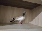 Doffer Pakistan hoger vliegen, Dieren en Toebehoren, Vogels | Overige Vogels, Mannelijk, Wildzangvogel, Tam