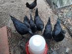 Ayam Cemani, Dieren en Toebehoren