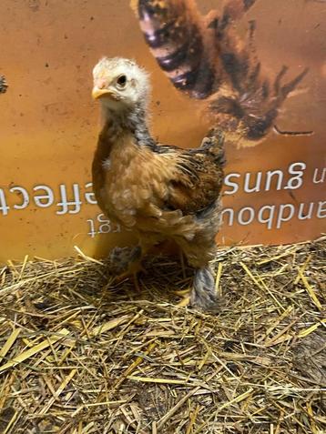 Brahma beschikbaar voor biedingen
