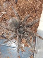 Teraphosa blondi mannetje 3,5 cm lichamlengte, Animaux & Accessoires, Insectes & Araignées