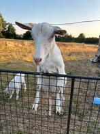 Saanen geit en haar dochtertje mieke, Dieren en Toebehoren, Schapen, Geiten en Varkens, Geit