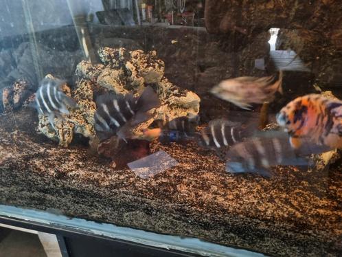 Frontosa's, Dieren en Toebehoren, Vissen | Aquariumvissen, Zoetwatervis, Vis, Schoolvis