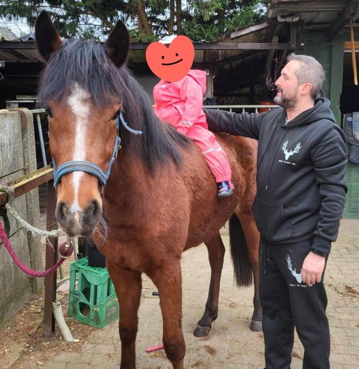 Nouvelle jument forestière, Animaux & Accessoires, Poneys, Jument, Débourré, Poney D (1.37 m à 1.48m), 3 à 6 ans, Avec pedigree