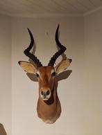 Antilope herten kop, taxidermie, Verzamelen, Dierenverzamelingen, Ophalen of Verzenden