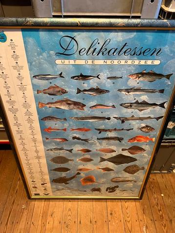 Kader uit vishandel “ delicatessen uit de Noordzee”, Antiek en Kunst, Antiek | Schoolplaten, Ophalen