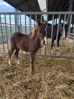 Verschillende pony veulens te koop, Dieren en Toebehoren, Meerdere dieren, Gechipt, 0 tot 2 jaar