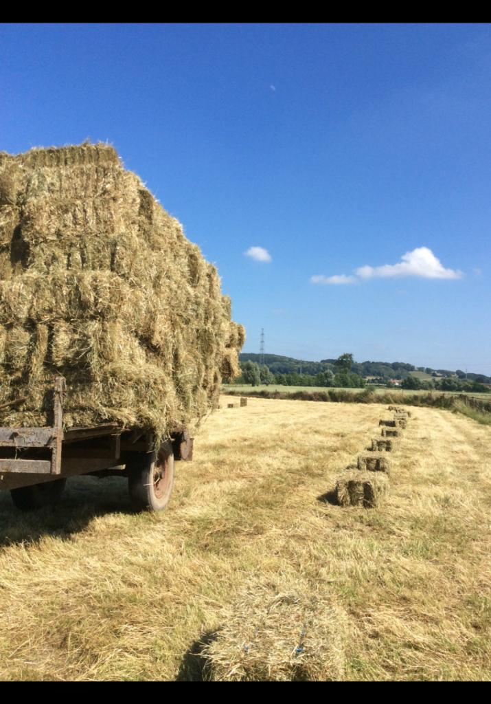 Kleine balen hooi, Dieren en Toebehoren, Dierenvoeding, Ophalen