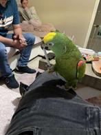 Amazone papegaai, Animaux & Accessoires, Oiseaux | Perruches & Perroquets