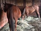 Twee drachtige fokmerries, Dieren en Toebehoren, Paarden, Merrie