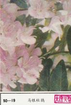 lucifermerk luciferetiket #208 bloemen (50-19), Boîtes ou marques d'allumettes, Envoi, Neuf