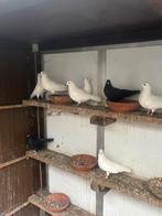 Sierduiven, Dieren en Toebehoren, Vogels | Duiven, Meerdere dieren, Overige soorten