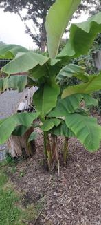 Banaan - bananenplanten Musa Basjoo Japan, Overige soorten, 250 tot 400 cm, Zomer, Ophalen