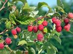 Framboos, Tuin en Terras, Planten | Tuinplanten, Ophalen, Vaste plant, Fruitplanten