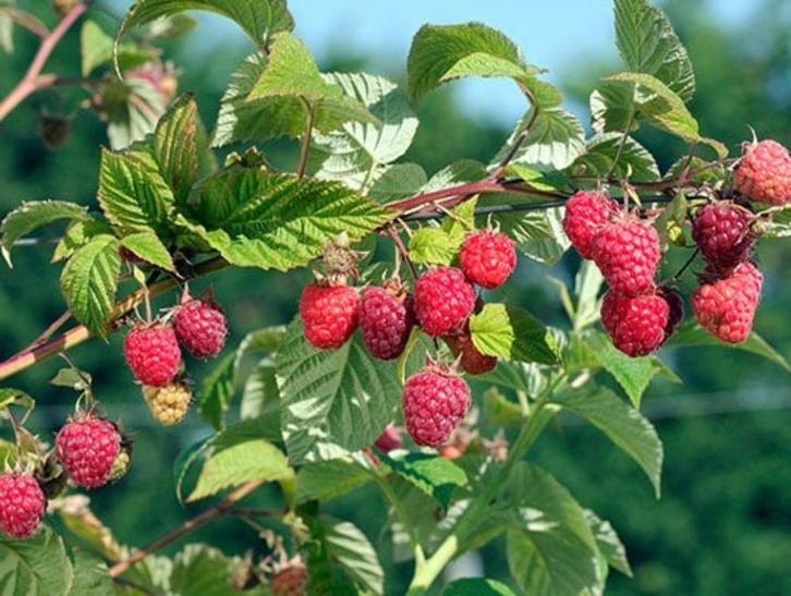 Framboos, Tuin en Terras, Planten | Tuinplanten, Vaste plant, Fruitplanten, Ophalen