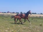 BWP fokmerrie Lavallino X Thunder, Dieren en Toebehoren, Merrie